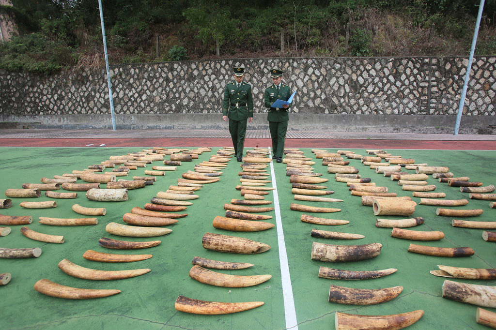 Survey on Illegal Ivory Trade of ChinaMyanmar Border Our Covert